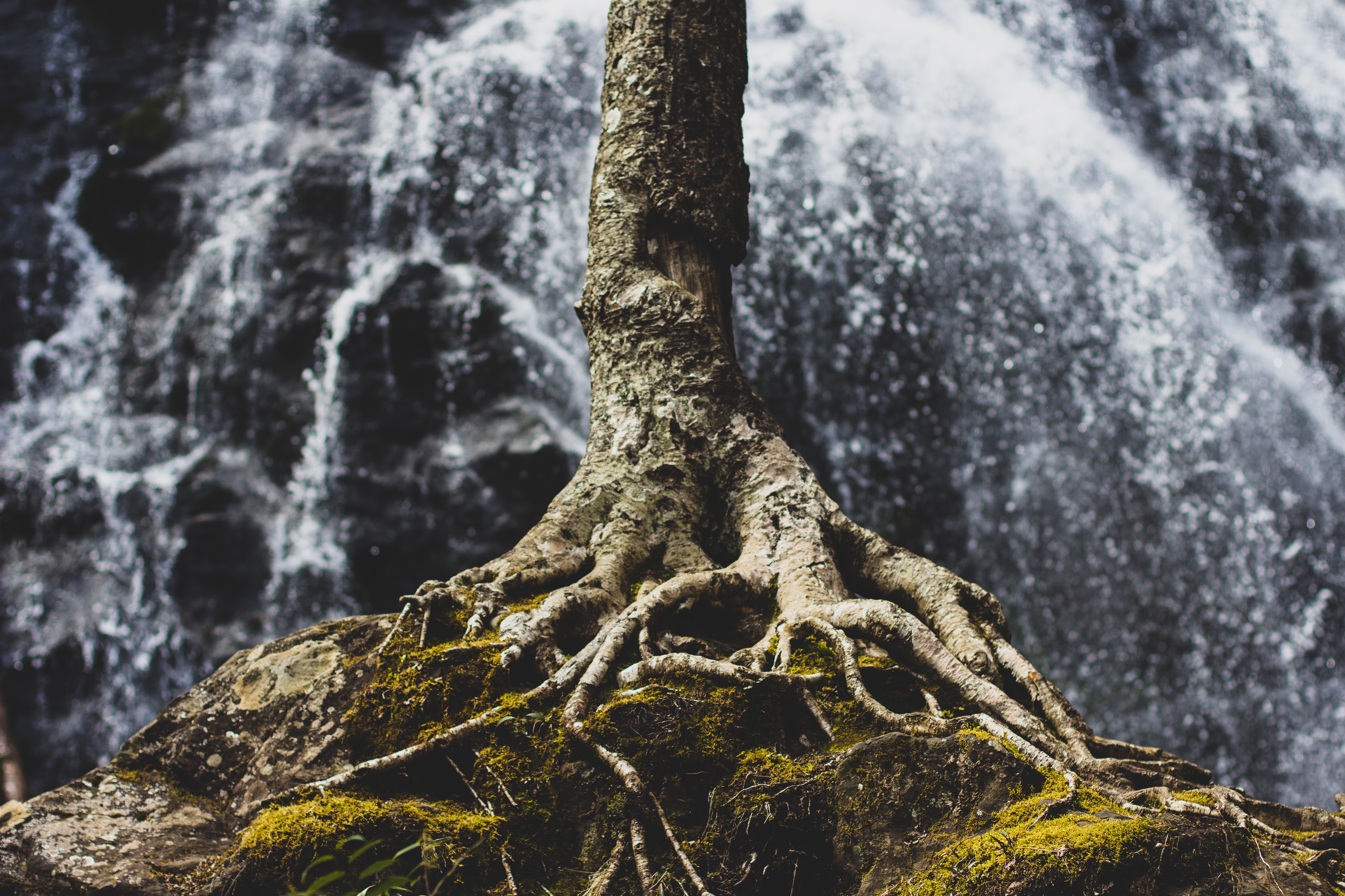 tree